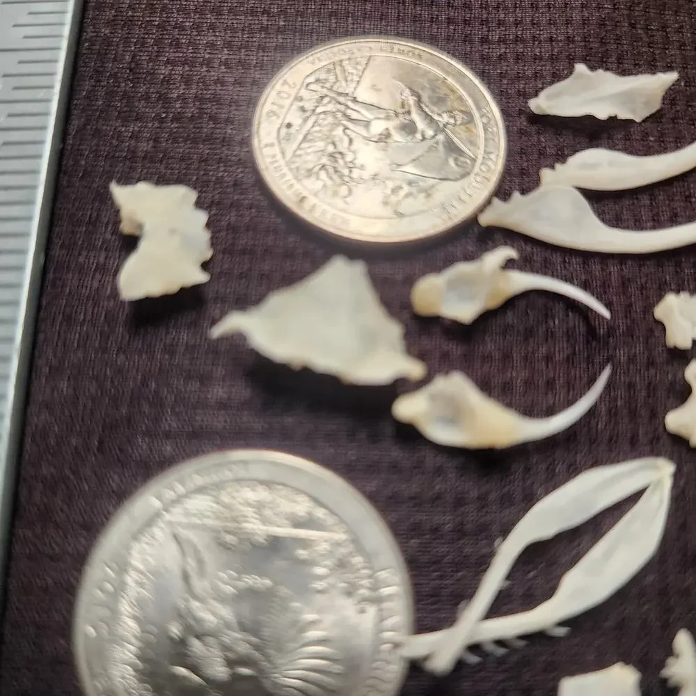 Western Diamondback Rattlesnake Snake Skull Puzzle 34pc FANGS SPECIMEN SK22
